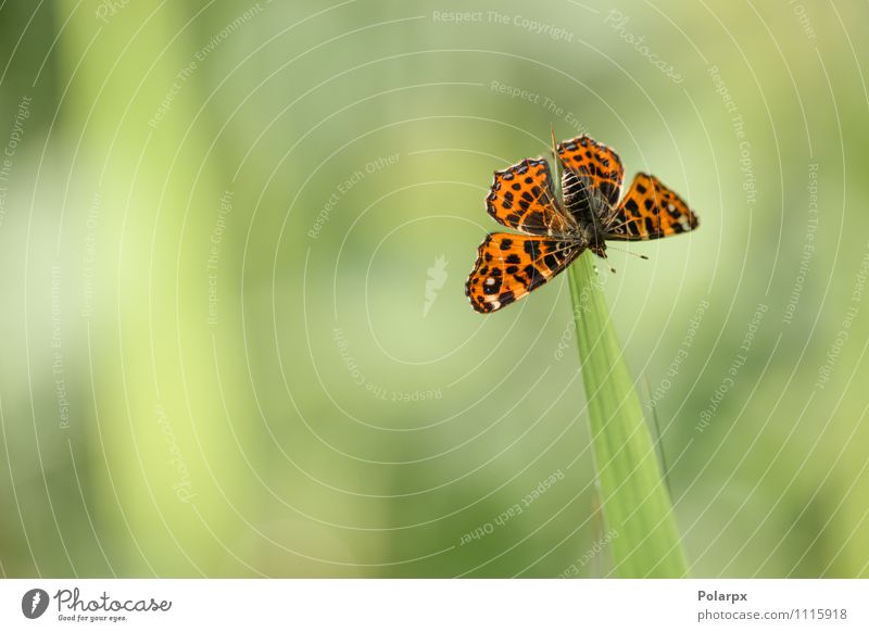 Schmetterling auf einem Blatt elegant schön Sommer Sonne Garten Klettern Bergsteigen Umwelt Natur Tier Frühling Blume Gras Wiese Antenne füttern frisch wild