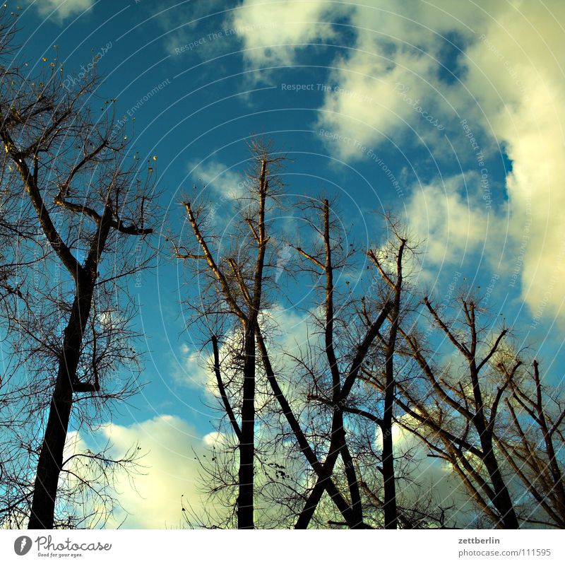 Kreuzberg Baum Blatt Herbst Wolken Wals-Siezenheim Park Himmel Ast Zweig herbste blau Wind