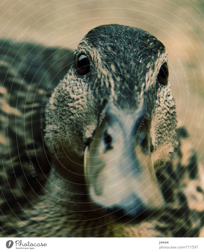 Erwartungshaltung Stockente Entenvögel füttern nah Neugier Quaken Schnabel süß Vertrauen Vogel entenfütterung Blick Interesse quack wildente zutraulich