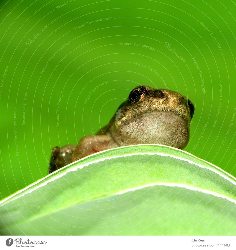 gerade Frosch geworden 02 grün braun Tier Kaulquappe Teich hüpfen springen Quaken Gewässer Froschlaich Frühling Lurch Grasfrosch Nordwalde Makroaufnahme