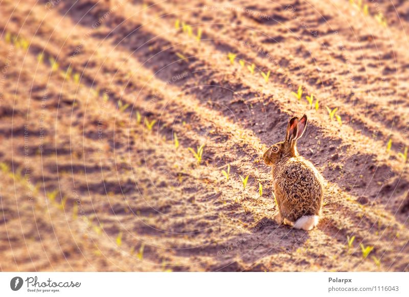 Hase auf einem Feld Glück schön Gesicht Sommer Garten Küche Ostern Frau Erwachsene Natur Tier Gras Wiese Pelzmantel Haustier Pfote groß klein niedlich