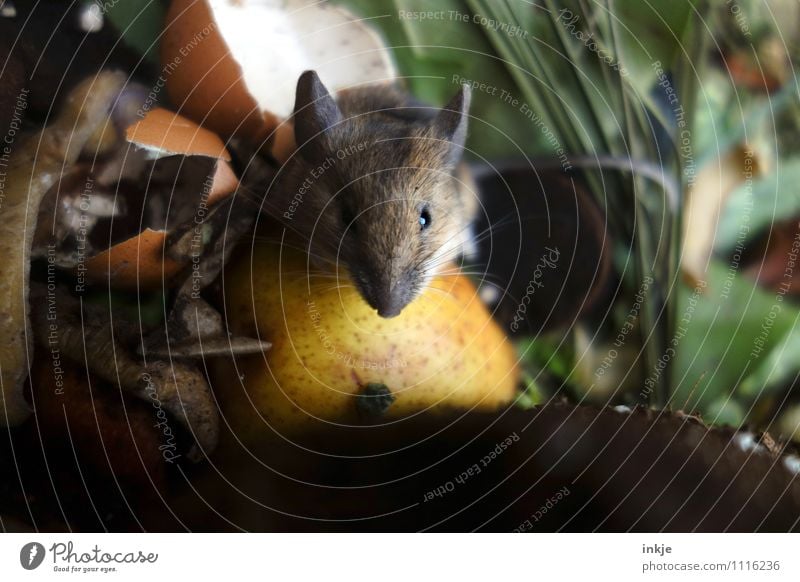 Jeder hat so sein eigenes Paradies ! Ernährung Essen Tier Menschenleer Garten Kompost Biomüll Wildtier Maus Tiergesicht 1 Fressen hocken Blick Ekel klein