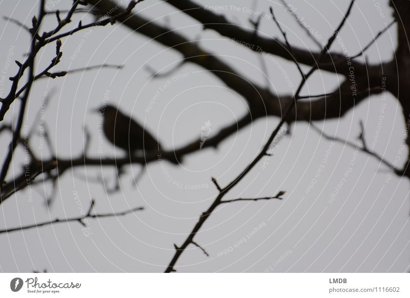 Vogel-Silhouette 1 Tier Wachsamkeit Traurigkeit Sorge Trauer Einsamkeit Ast trüb grau schwarz dunkel Nebel Gedeckte Farben Textfreiraum unten Dämmerung