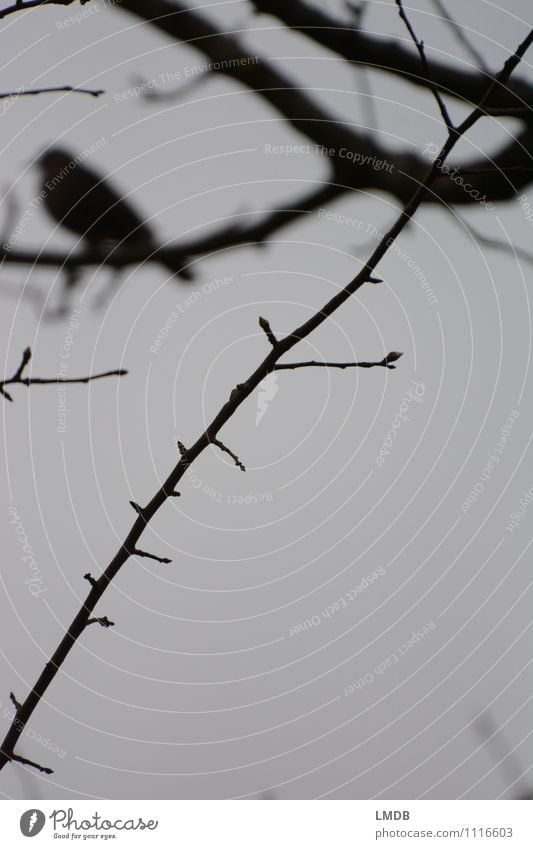 Vogel-Silhouette 2 Tier 1 Traurigkeit Sorge Trauer Schmerz Sehnsucht Einsamkeit Ast trüb Nebel Amsel grau schwarz dunkel Gedeckte Farben Textfreiraum rechts