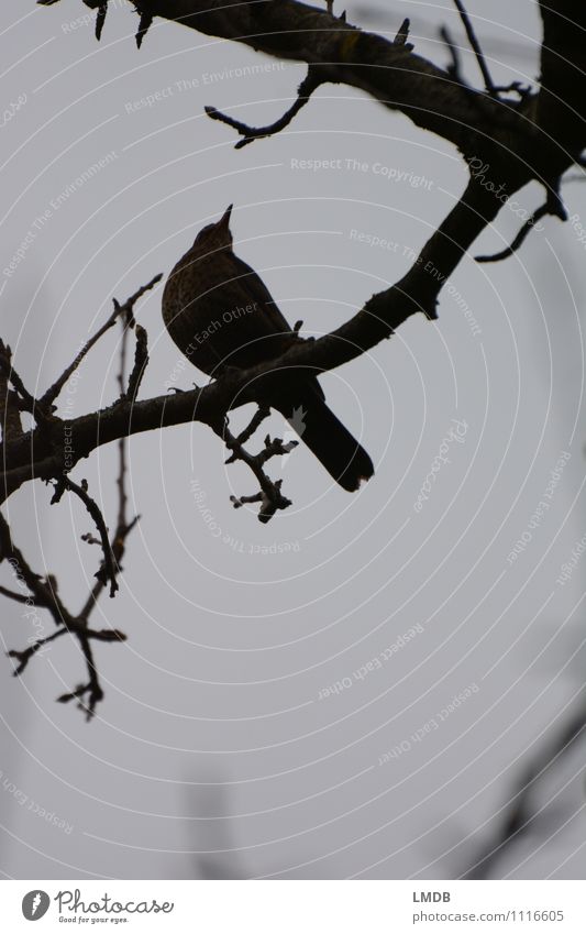 Vogel-Silhouette 3 Tier 1 Mitgefühl trösten Neugier Interesse Traurigkeit Sorge Ast grau schwarz Amsel Regen trüb dunkel Gedeckte Farben Textfreiraum unten