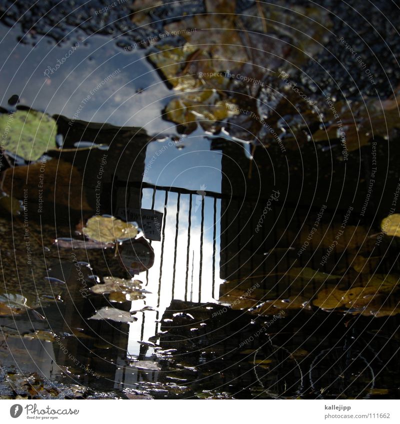 räumungsverkauf IV Pfütze Herbst Reflexion & Spiegelung Haus Wohnung Mieter Vermieter Blatt Baum laublos nass feucht grau schlechtes Wetter Tiefdruckgebiet tief