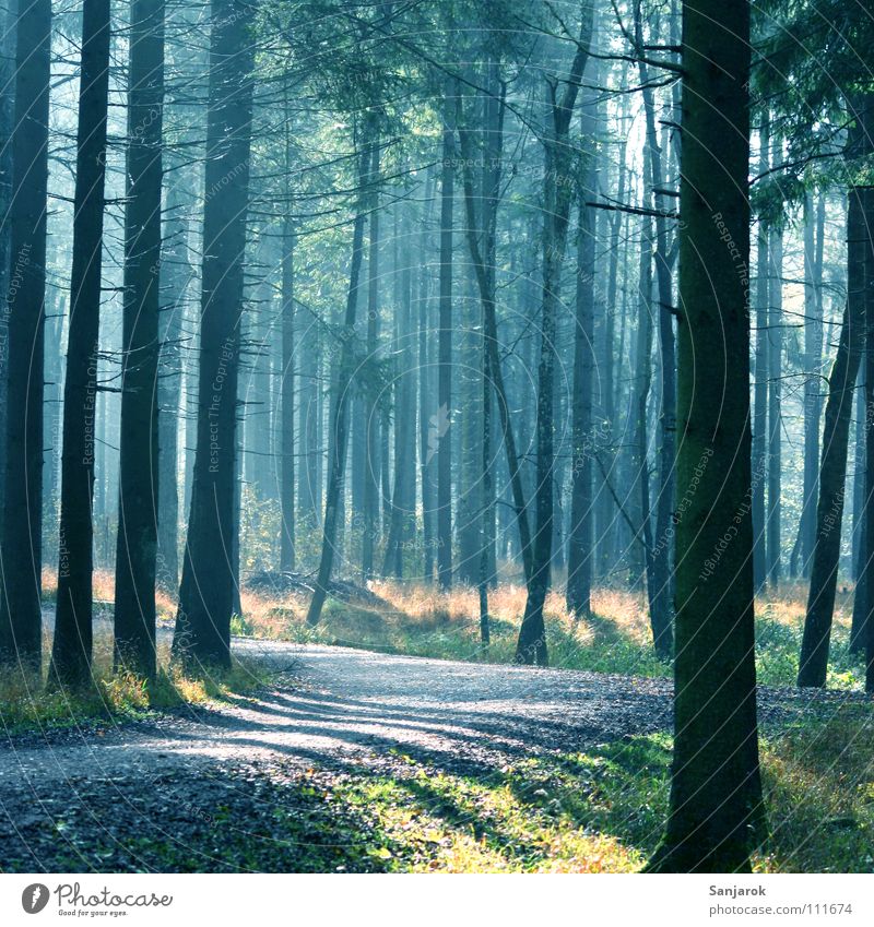 Morgenstimmung Wald Nadelwald Guten Morgen Sonne Frieden Luft atmen Atem Waldboden Blatt Baum Fichte Wald-Kiefer Eiche Erlen Tanne Joggen Sonnenaufgang Nebel