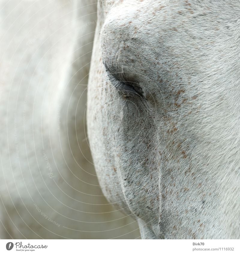 Müder Schimmel | Quälgeist Reiten Reiterhof Landwirtschaft Forstwirtschaft Tier Haustier Nutztier Pferd Fliege Fell Auge Wimpern 1 schlafen träumen Traurigkeit