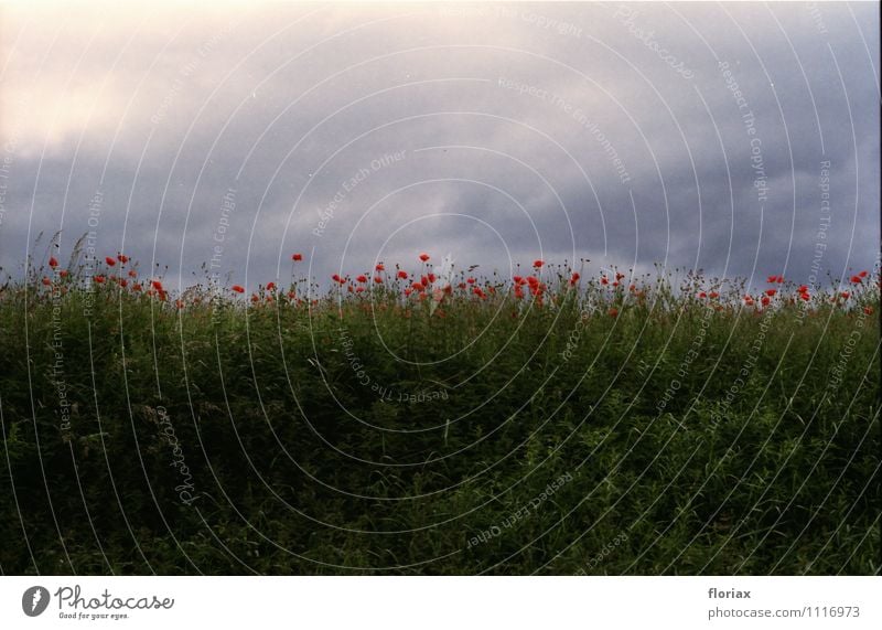 klatschmohn Umwelt Natur Landschaft Pflanze Frühling Klima Klimawandel Blume Gras Wildpflanze Blühend Wachstum ästhetisch bedrohlich dunkel grau grün rot