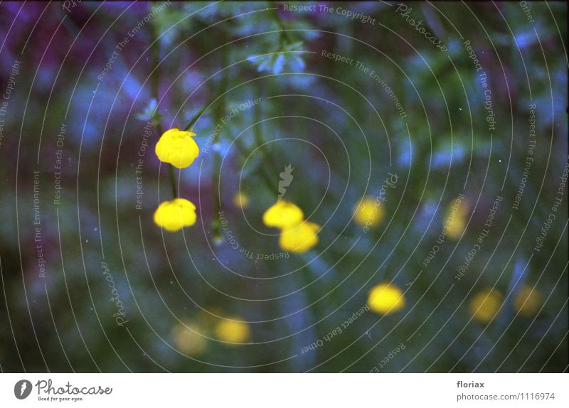 butterblumen Umwelt Natur Pflanze Frühling Blume Blühend Wachstum ästhetisch gelb grün Glück Vorsicht ruhig Erholung Stimmung Umweltverschmutzung Umweltschutz