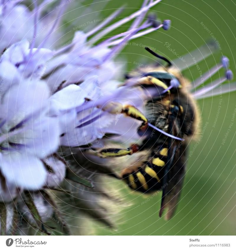 Wespe beim Naschen voll dabei festhalten Nahrungssuche Nektarpflanze Nektarsuche Sommerblüte Sommerblume blühende Blume blühende Sommerblume fressen bestäuben