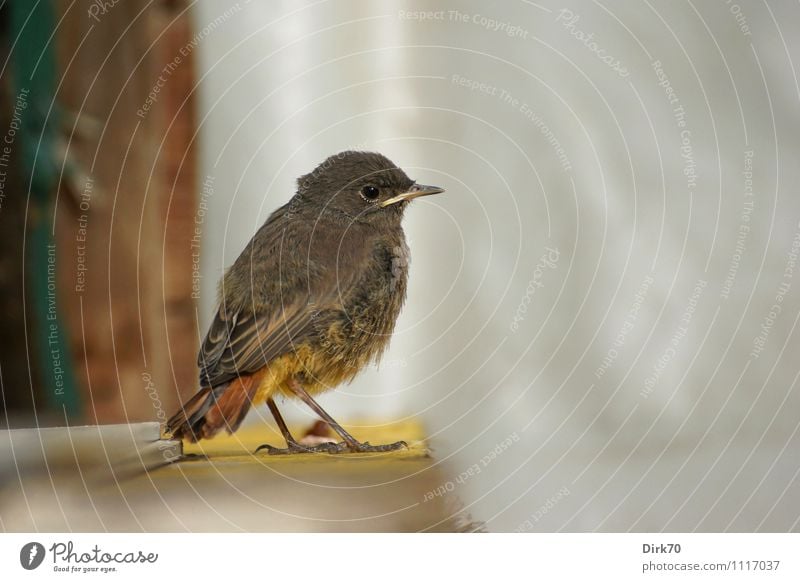 Komm nicht näher! Umwelt Natur Garten Tier Wildtier Vogel Singvögel Hausrotschwanz Gartenrotschwanz 1 Tierjunges beobachten hocken sitzen warten klein natürlich