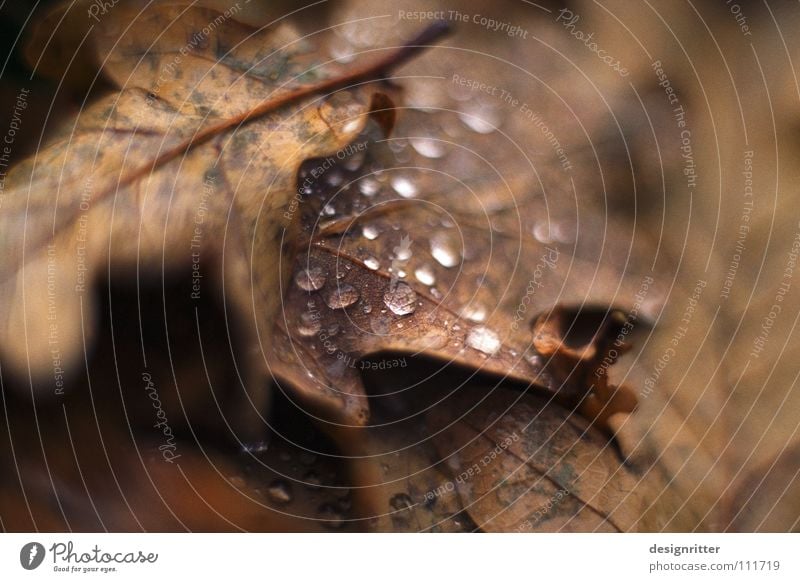 Charakter Herbst Blatt Herbstlaub Eiche Eichenblatt vergangen welk braun schön alt November kalt grau nass ungemütlich mögen fallen Tod Regen Wassertropfen