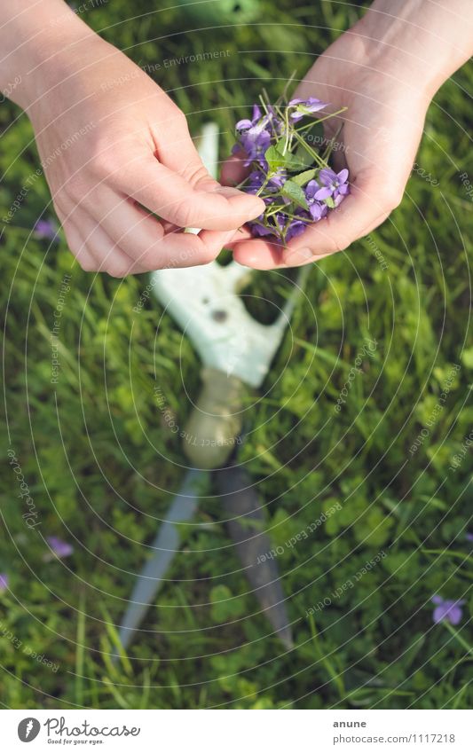 schnippschnapp Gartenarbeit Botaniker Floristik Werkzeug Schere Hand Finger Umwelt Natur Pflanze Frühling Sommer Schönes Wetter Blume Gras Blüte Grünpflanze