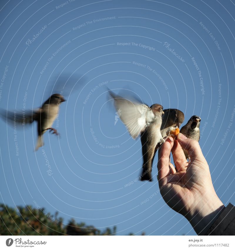 meins, meins, meins Hand Wolkenloser Himmel Schönes Wetter Tier Wildtier Vogel 4 fliegen Fressen füttern außergewöhnlich Fröhlichkeit Lebensfreude Vertrauen