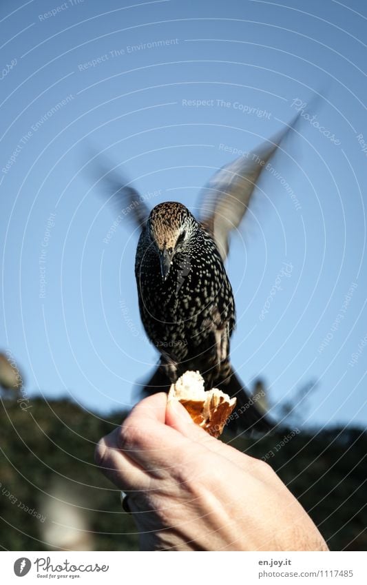 alle weg, jetzt komm ich Brötchen Hand Wolkenloser Himmel Schönes Wetter Tier Wildtier Vogel Star 1 fliegen Fressen füttern außergewöhnlich Vertrauen Tierliebe