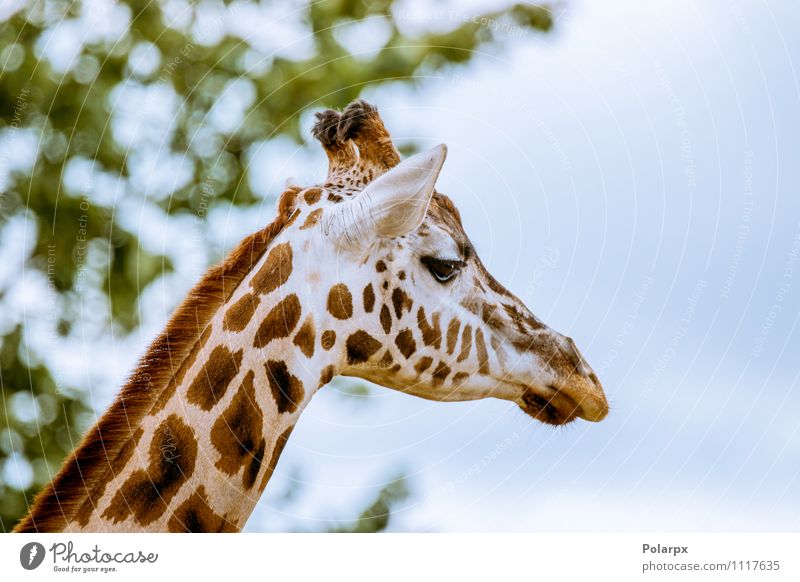 Giraffenkopf Körper Safari Sommer Spiegel Zoo Umwelt Natur Landschaft Tier Himmel Baum Gras Sträucher Park Wald hoch natürlich wild blau Einsamkeit Farbe eine