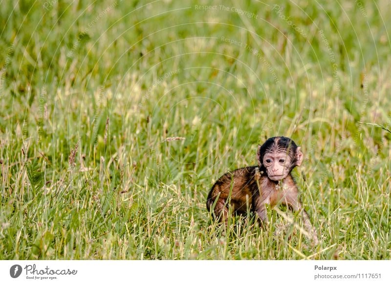 Baby Affe Essen Gesicht Kind Mann Erwachsene Zoo Natur Tier Baum Gras Pelzmantel Behaarung sitzen lustig niedlich wild braun Einsamkeit Hintergrund reif