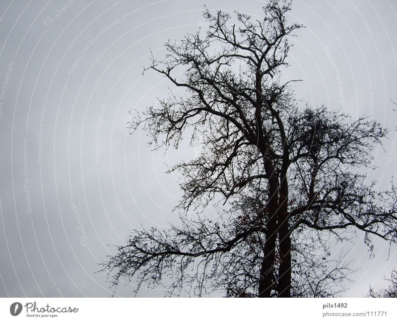 Baum,kahl,herbstlich Herbst Baumrinde Winter kalt dunkel Ast Himmel