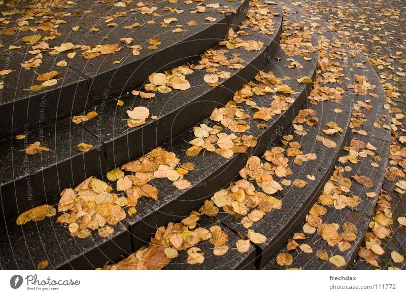 Stolperfalle Regen Blatt Herz-/Kreislauf-System Rhythmus November kalt Brunnen feucht nass gelb braun Schwung Podest Beton Herbst Sonntag schlechtes Wetter