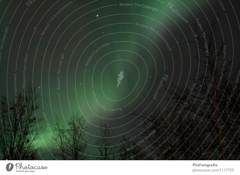 Aurora in Abisko 2 Umwelt Natur Himmel Wolkenloser Himmel Nachthimmel Stern Winter Nordlicht Baum Wald Schweden Abisko NP Farbfoto Außenaufnahme Menschenleer