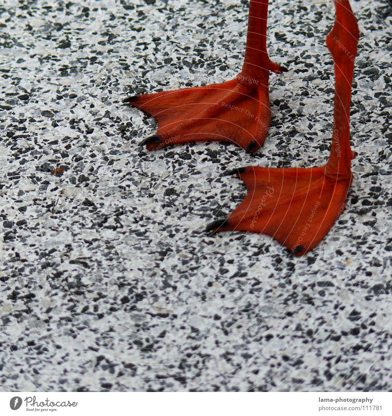 Happy Feet watscheln gehen stehen Möwe Vogel Schuhe Schwimmhilfe tauchen Beton Albatros Schwan Fingernagel rot Tier Tierfuß Metzger Kontrast Muster Quadrat