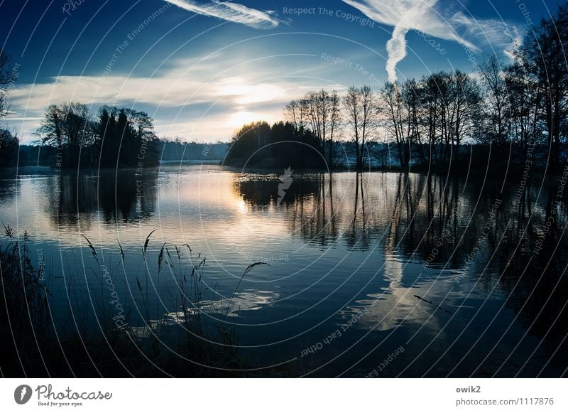 Chiaroscuro Umwelt Natur Landschaft Pflanze Himmel Horizont Baum Sträucher Röhricht Wald Insel See leuchten außergewöhnlich dunkel ruhig Idylle rein friedlich