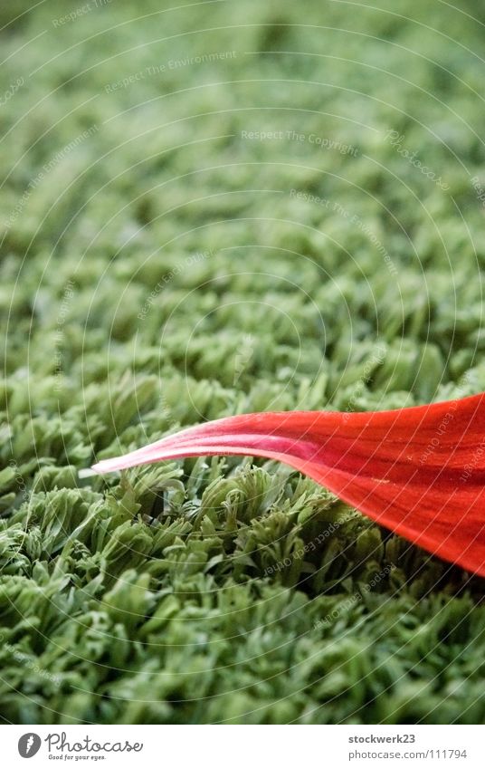 jump grün Kunstrasen Blatt rot Gras Sommer Rasen Spitze artifiziell Natur