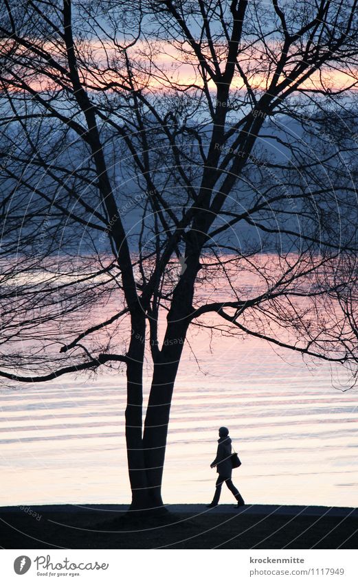 Seegang ruhig Baum Seeufer Bodensee Tasche laufen blau rosa schwarz Stimmung schön Spaziergang Spazierweg Silhouette Ast Frühling Wellen Wellengang Romantik