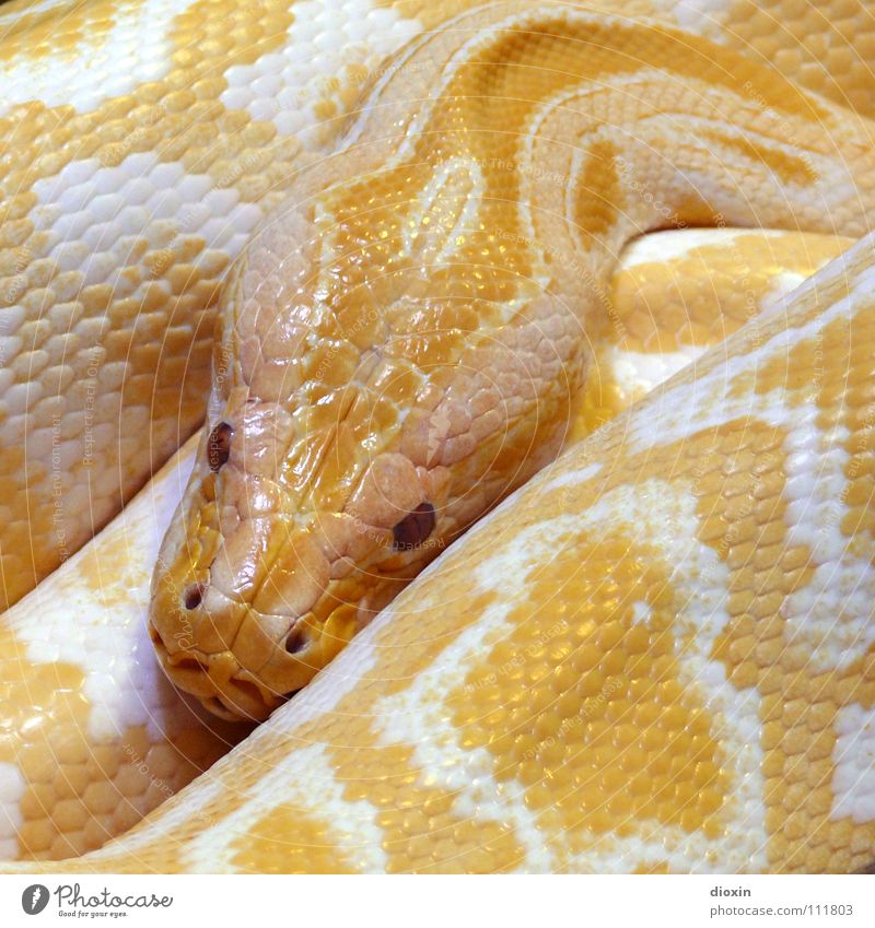 Python molurus - Albino (2) Farbfoto Innenaufnahme Nahaufnahme Muster Strukturen & Formen Menschenleer Textfreiraum rechts Textfreiraum oben Textfreiraum unten