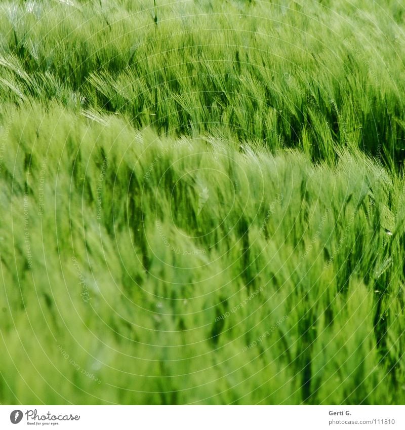 bloß kein Weizen Kornfeld Roggen Ähren grün weich Farbe Wind mag ich nicht Sommer