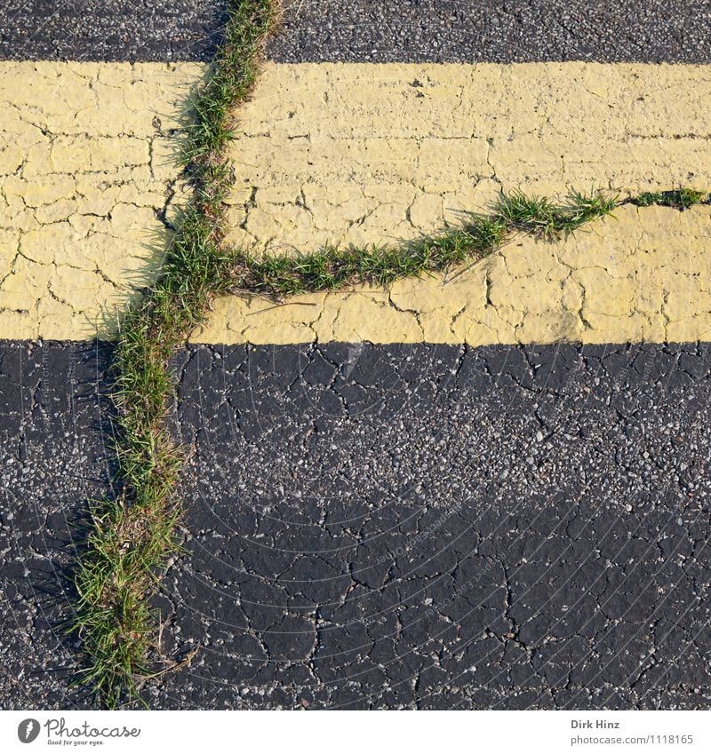 Leben im As­phalt Umwelt Natur Pflanze Gras Straße Wege & Pfade gelb grau grün Entschlossenheit Erfolg Hoffnung Leistung Optimismus planen Überleben