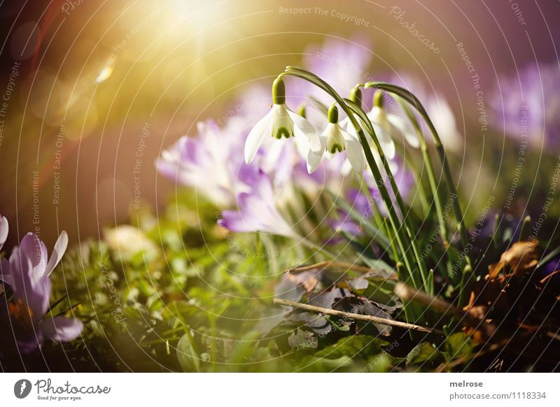 Frühlingsbrise II Stil Sonnenbad Natur Pflanze Sonnenlicht Blume Gras Blatt Blüte Wildpflanze Frühblüher Schneeglöckchen Krokusse Blütenkelch Blütenstiel Garten