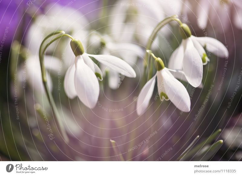 Blüten-Drillinge elegant Stil Natur Frühling Schönes Wetter Blume Blatt Wildpflanze Schneeglöckchen Frühblüher Blütenkelch Blütenstiel Halm Garten Farbfleck