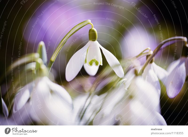 nimma lange elegant Stil Natur Frühling Schönes Wetter Blume Gras Blatt Blüte Wildpflanze Schneeglöckchen Frühblüher Blütenkelch Blütenstiel Garten Farbfleck