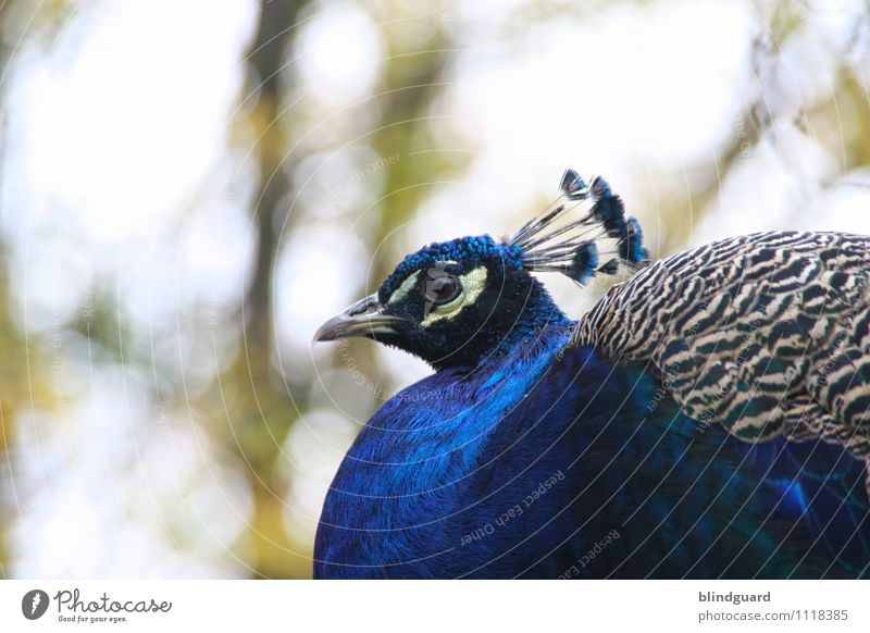 Blue schön Tier Wildtier Vogel Tiergesicht Zoo 1 ästhetisch blau grau schwarz weiß Zufriedenheit eitel Feder gefiedert Auge Schnabel Flügel Farbfoto