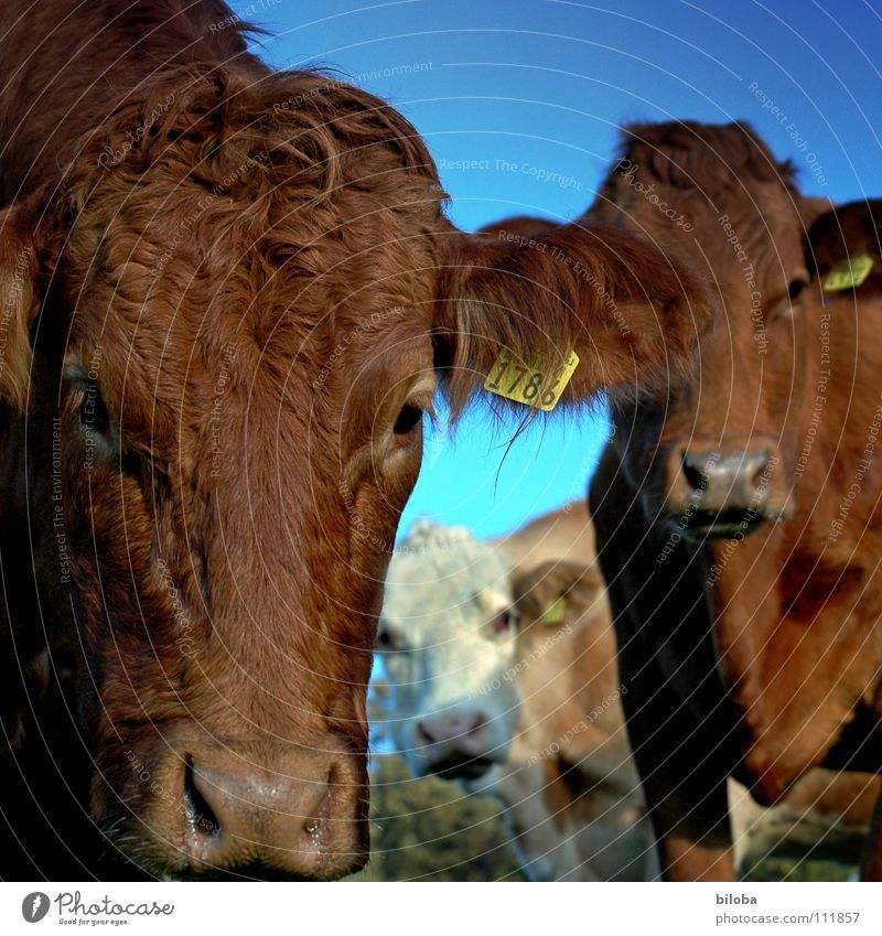 Was guckscht du so Kuh braun Vieh Milchkuh Blick Kalb muhen Schnauze kalt feucht nass Nasenloch atmen Gras Butter Landwirtschaft Außenaufnahme Tier Glotzvieh