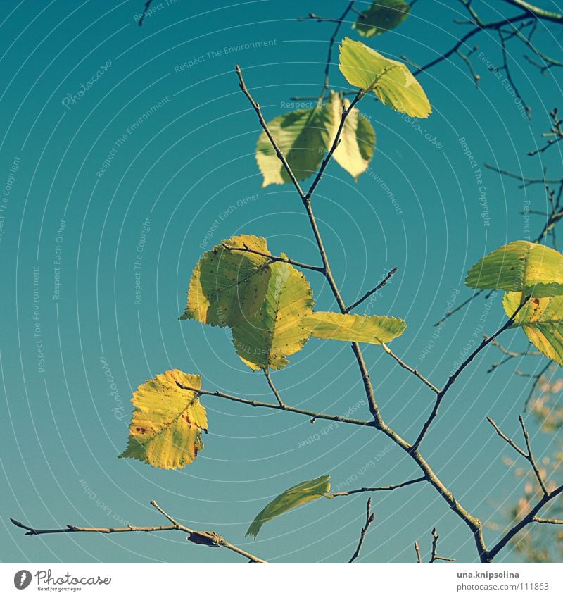 herbstlich Winter Natur Herbst Baum Blatt fallen frieren kalt blau gelb färben Jahreszeiten Farbfoto Außenaufnahme