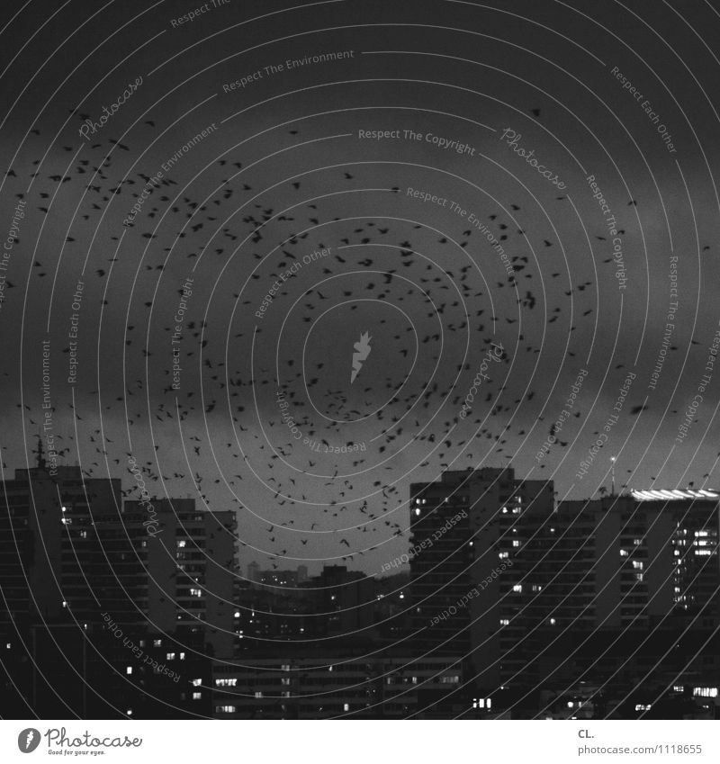 schwarzmalerei Umwelt Natur Himmel Wolken Gewitterwolken Unwetter Sturm Stadt Haus Hochhaus Tier Vogel Schwarm fliegen dunkel Schwarzweißfoto Außenaufnahme