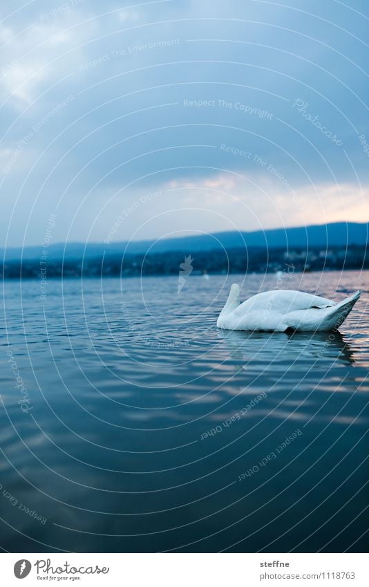 Bloß nicht den Kopf verlieren! Wasser Wolken Sonnenaufgang Sonnenuntergang Schönes Wetter See Genfer See Tier Wildtier Schwan 1 verrückt ruhig harmonisch