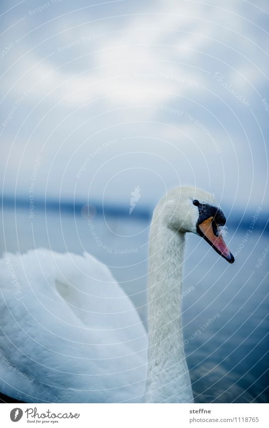 Tierisch gut: Schwan Vogel 1 schön Nahaufnahme Farbfoto Außenaufnahme Menschenleer Textfreiraum oben Dämmerung Schwache Tiefenschärfe Tierporträt