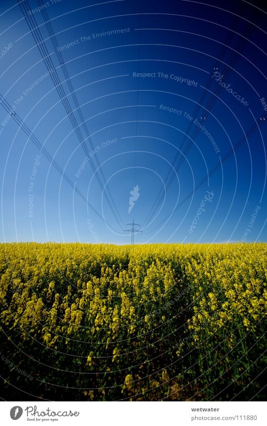 fields of gold Raps Feld Himmel Sommer springen Frühling Kraft Hochspannungsleitung Draht Elektrizität ökologisch alternativ Dienstleistungsgewerbe blue blau