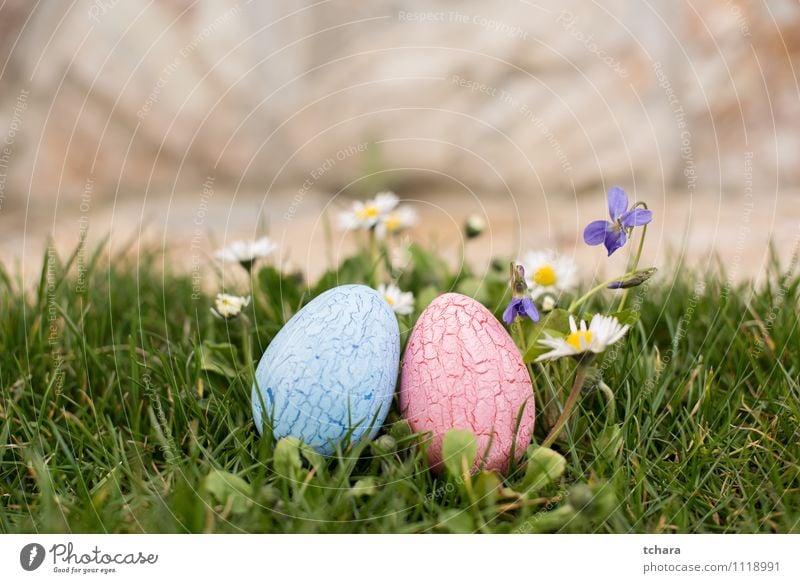 Ostereier Garten Ostern Natur Frühling Blume blau rosa Religion & Glaube Tradition Ei gemalt dekoriert farbenfroh zwei Objekte violett Gänseblümchen Jagd Ostern