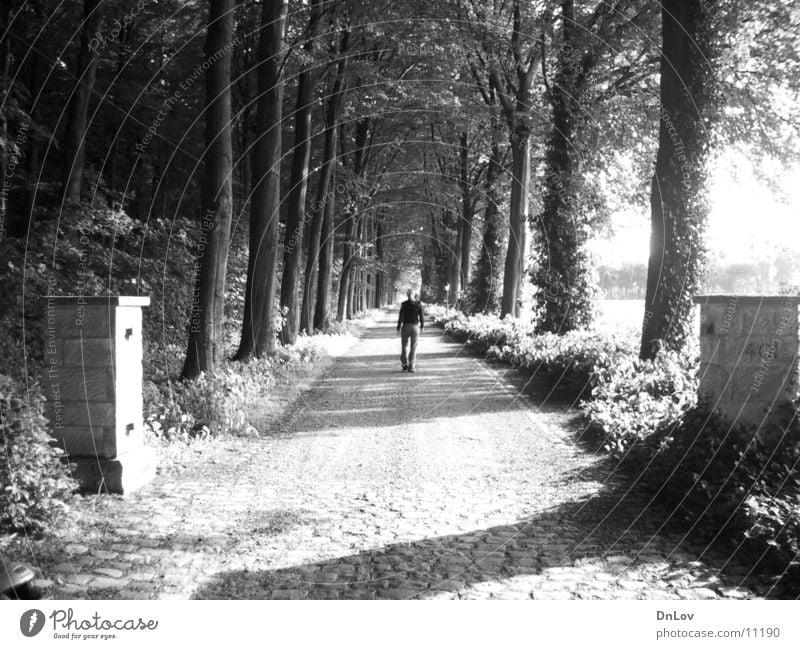 lonely Allee Baum Frau Einsamkeit Mensch Schwarzweißfoto