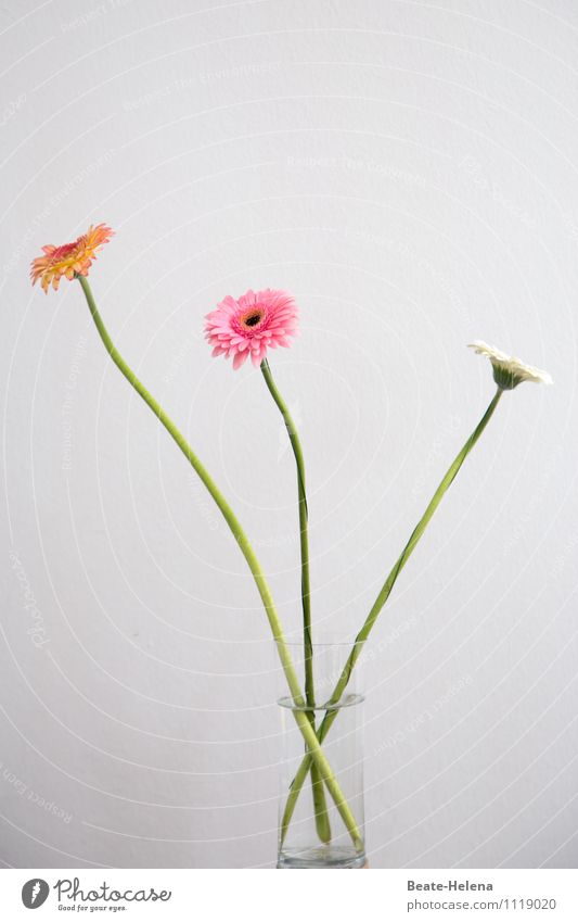 Trio infernale Glas Natur Pflanze Blume Gerbera Garten Vase atmen Blühend stehen ästhetisch außergewöhnlich elegant grün orange rosa weiß Begeisterung Stil