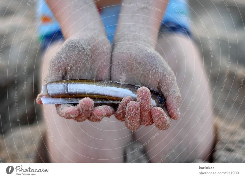 dots on the shells Muschel Hand Stimmung Meer Fisch Sand Makroaufnahme sea hands