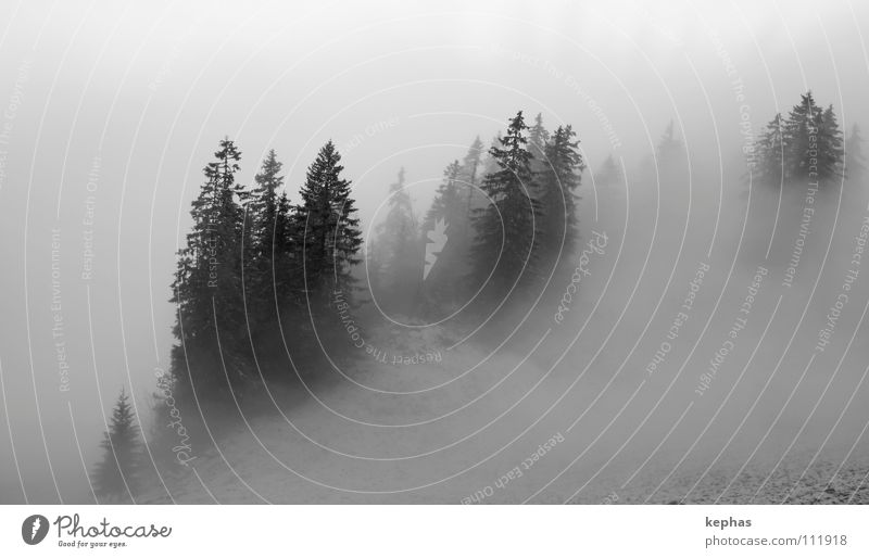 Finsterwald Wald Tanne Baum Nadelbaum Nebel Winter kalt dunkel mystisch gruselig Einsamkeit Berge u. Gebirge Schnee Angst Schwarzweißfoto