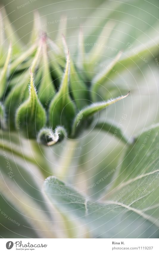 Entfalten II Natur Pflanze Sommer Blume Blatt Blühend natürlich Beginn Sonnenblume Blütenknospen Farbfoto Außenaufnahme Menschenleer Unschärfe