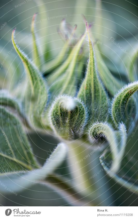 Entfalten Natur Pflanze Sommer Schönes Wetter Blume Blatt natürlich Sonnenblume Blütenknospen Farbfoto Außenaufnahme Menschenleer Schwache Tiefenschärfe