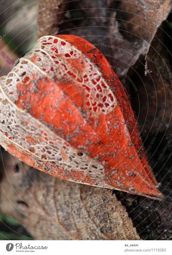 Physalis im Herbst Umwelt Natur Pflanze Erde Blatt Blüte Lampionblume Garten alt hängen verblüht ästhetisch authentisch dreckig exotisch natürlich trocken braun